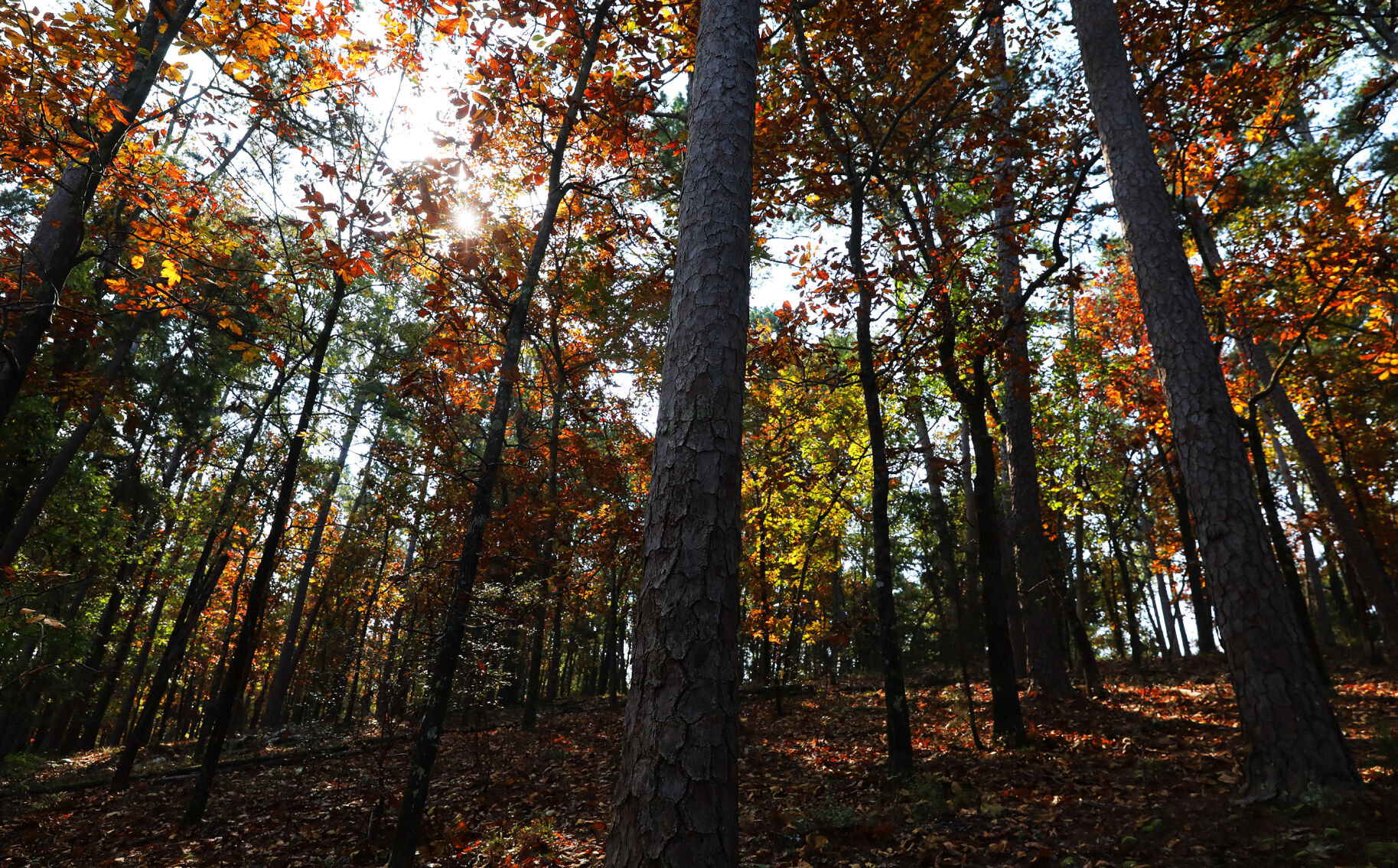 Beavers Bend State Park